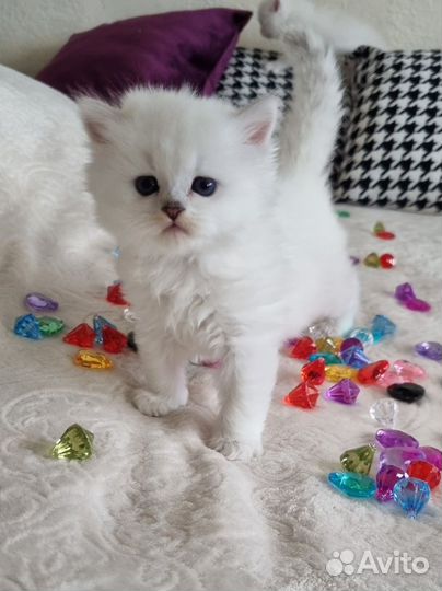 Красавчики