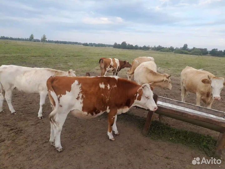 Телка 1.5 года