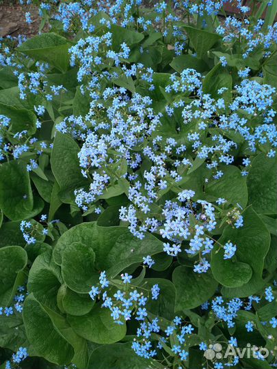 Цветы разные