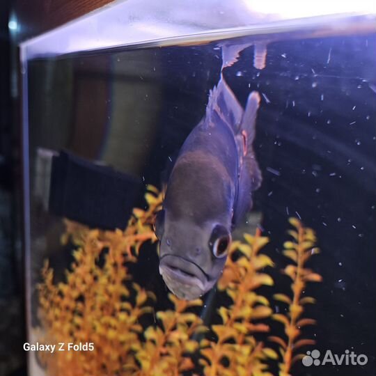 Астронотус