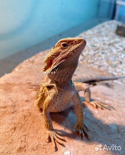 Бородатая агама