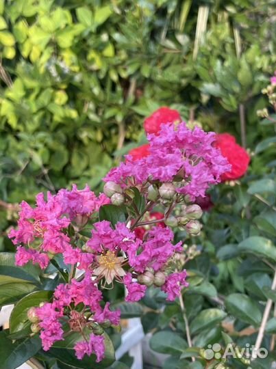 Лагерстремия/ индийская сирень