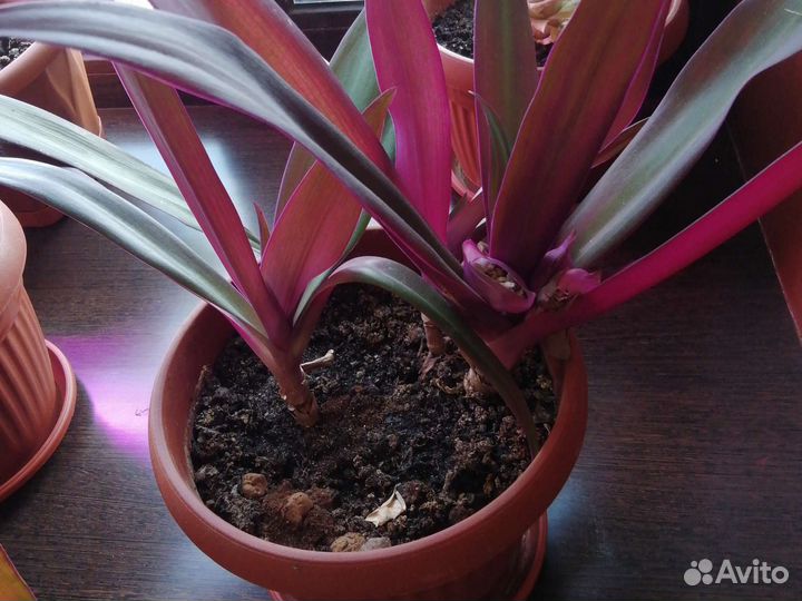 Традесканция рео