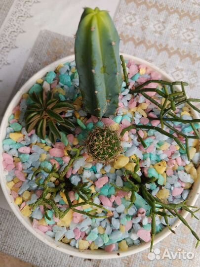 Мини садик из Кактусов и суккулентов/подарок