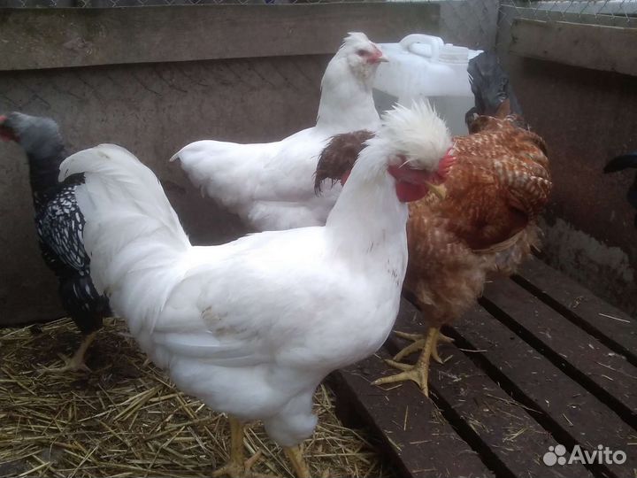 Петухи породистые, индоутки