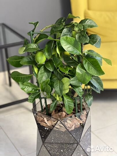 Лимонное дерево кашпо