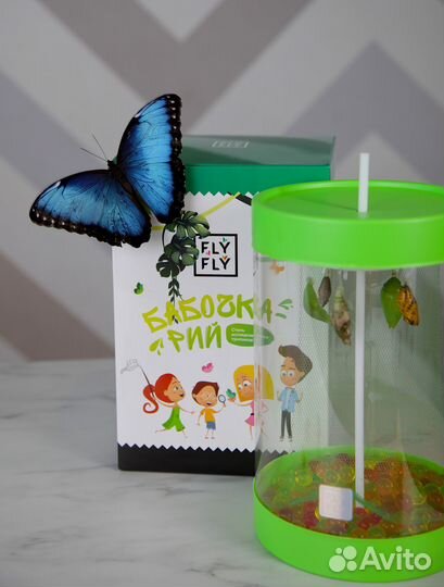 Ферма бабочек. Бабочкарий на 5 куколок с Морфо