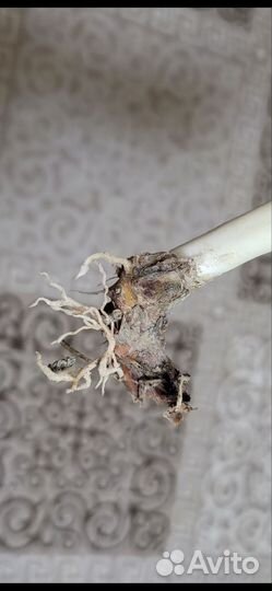 Сансевиерия Beauty Queen