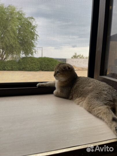 Золотая шиншилла бесплатно