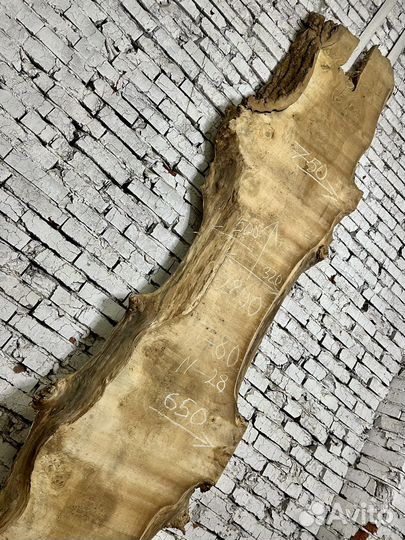 Слэб капового горного тополя