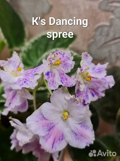 Лист сортовых фиалок