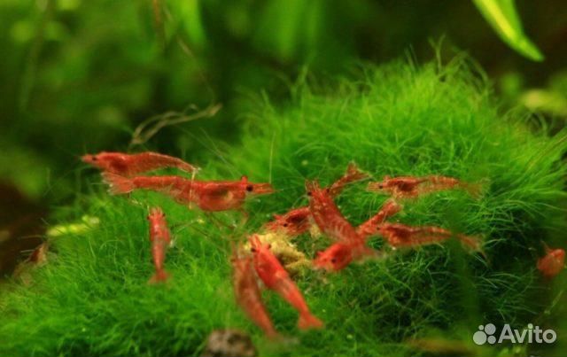 Креветки вишня