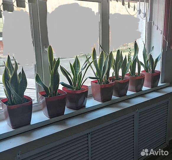 Домашние и офисные растения цветы