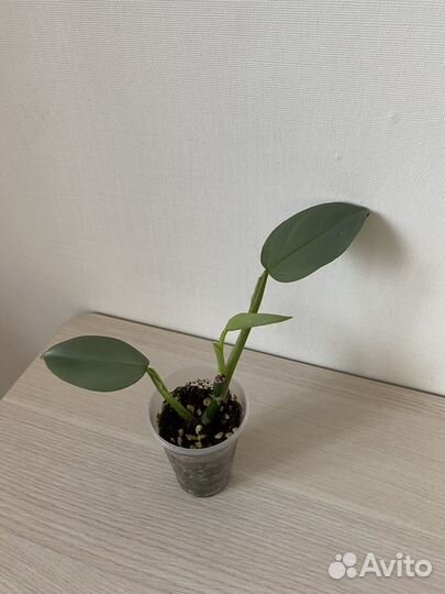 Филодендрон сильвер квин