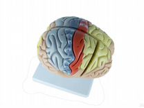 Анатомическая модель увеличенный мозг с аннотациям