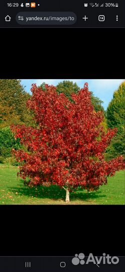 Ликвидамбар