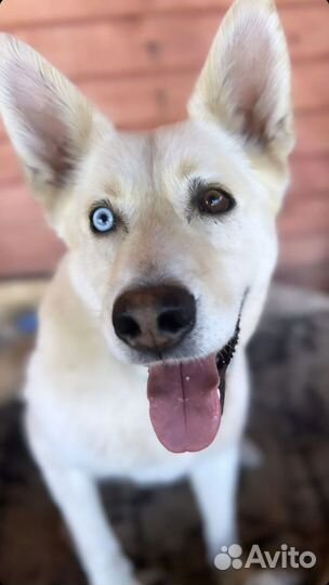 Собака из приюта ищет дом