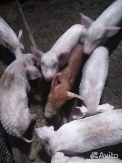 1 месяц и старше