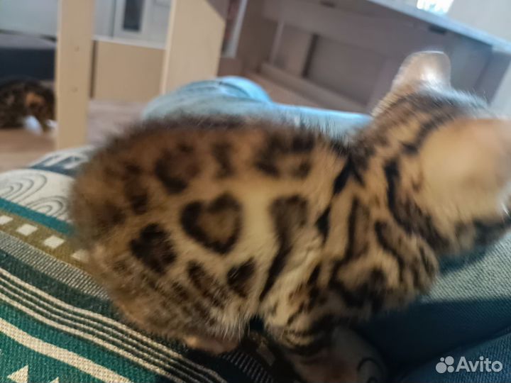 Бенгальский котик