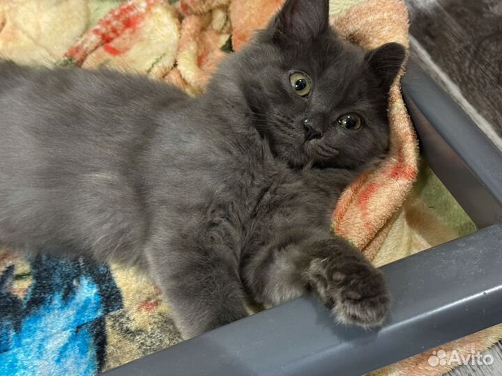 Котенок в добрые руки