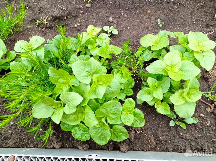 Агератум рассада