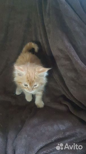 Котята мейн-кун