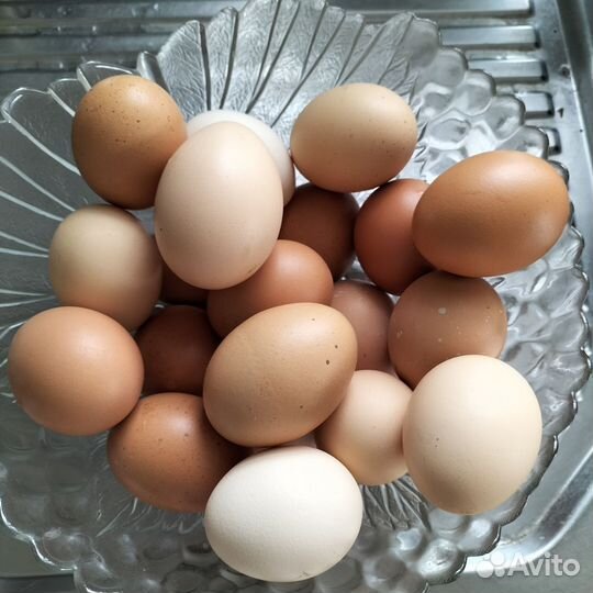 Домашние куриные яйца