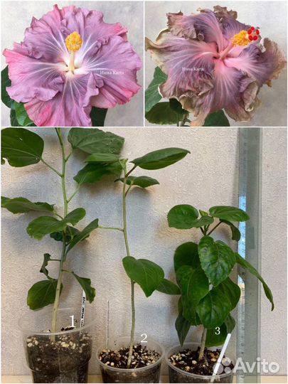 Сортовые гибискусы