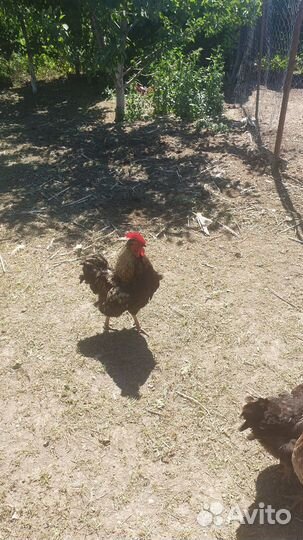 Молодые петухи обычные доминант