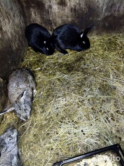 Крольчихи, индюшки, утки