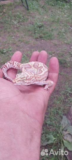 Продаются геккон