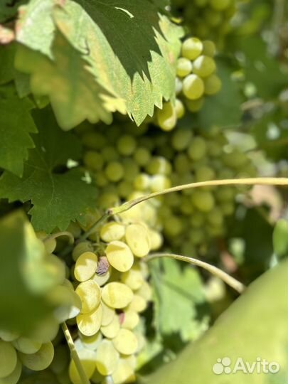 Виноград вкусный сладкий