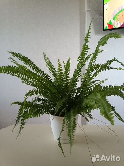 Папоротник Нефролепис Соната