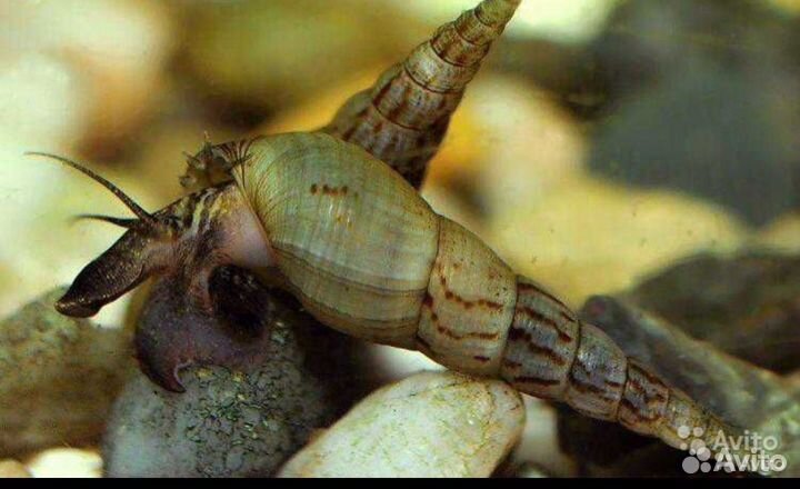 Мелания песчаная улитка Melanoides tuberculata