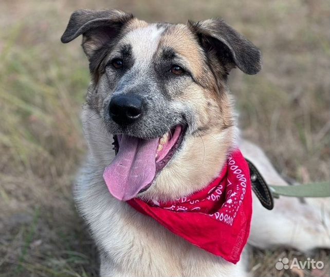 Собака Ласковый Микс