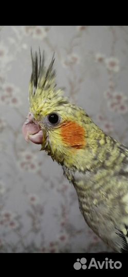 Попугай корелла птенец