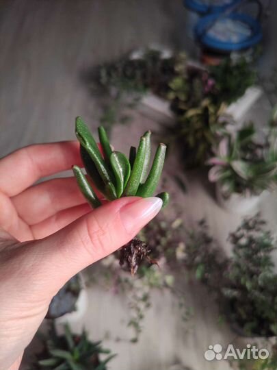 Крассула хоббит