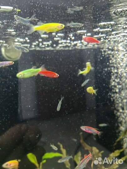 Аквариумные рыбки тернеция, данио, барбусы