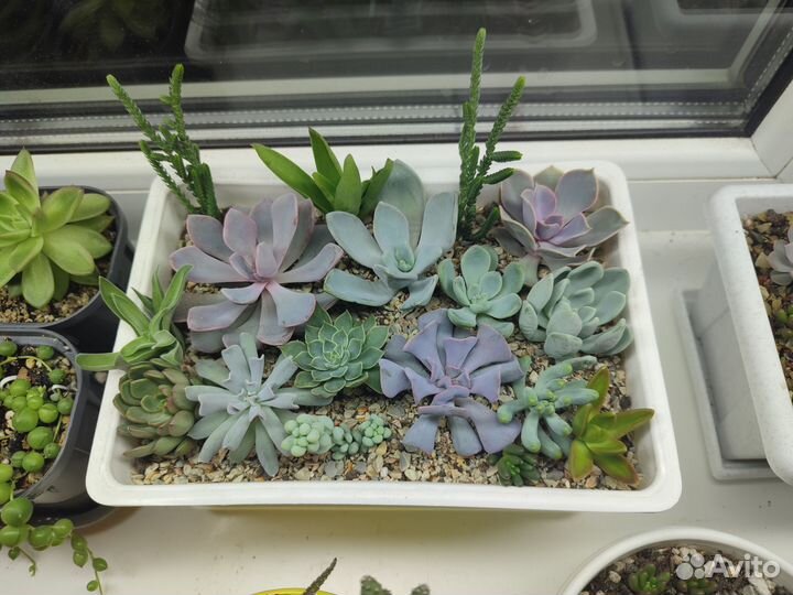 Мини садики