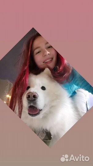 Передержка кошек и собак