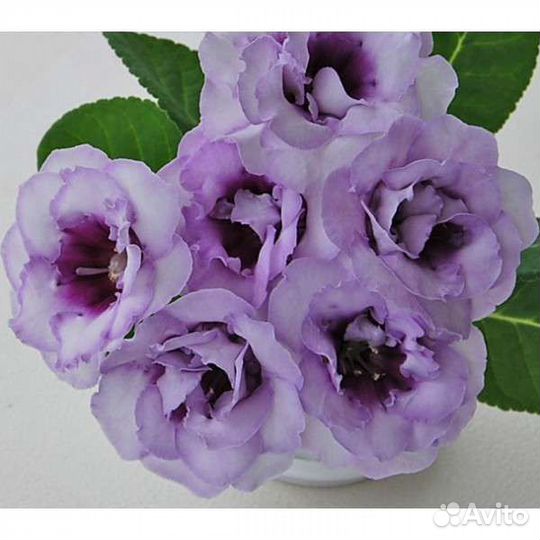 Лудизия,глоксиния