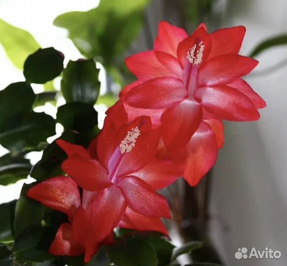 Комнатные растения - хойа, пеларгония, декабрист