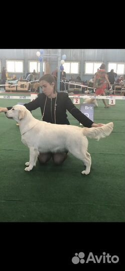 Красивая ринговка