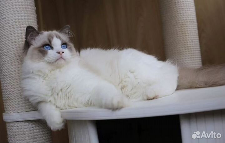 Ragdoll, рэгдолл котик