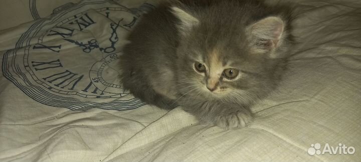 Котёнок- девочка