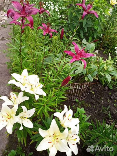 Лилия, хосты