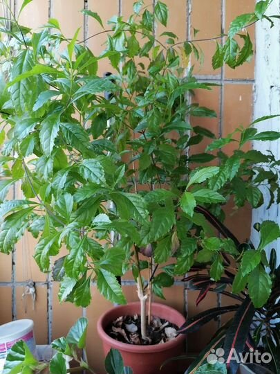 Комнатные растения Дуранта