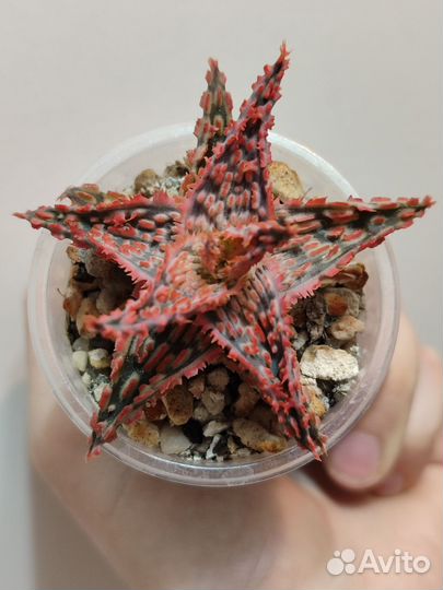 Алоэ гибридные