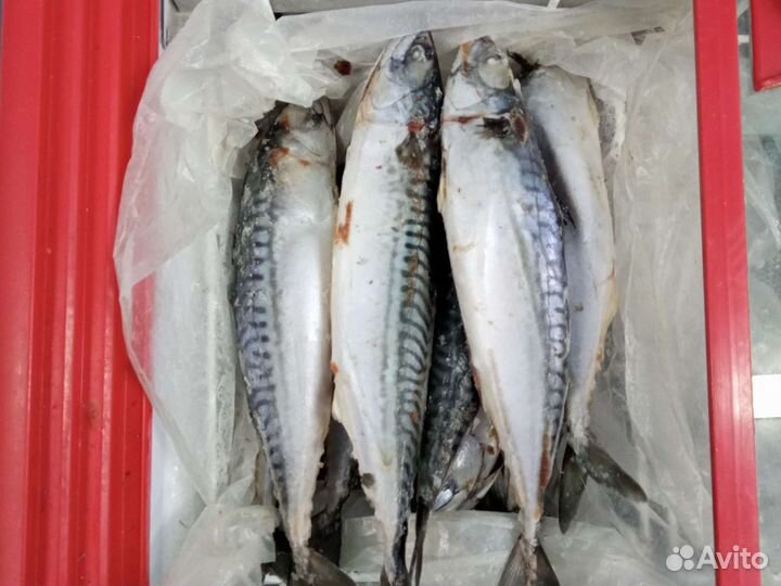 Скумбрия н/р атлантическая 2024г