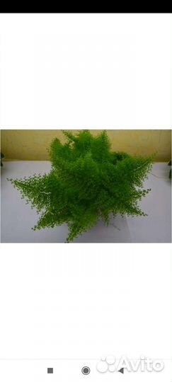 Папоротник комнатный